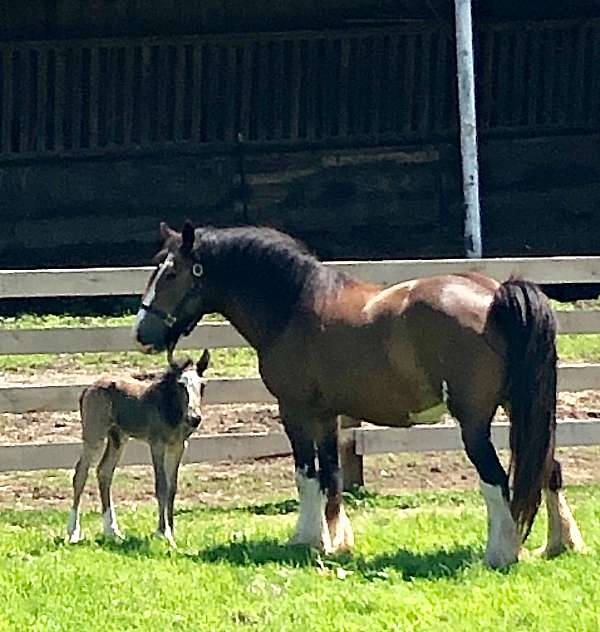 gypsy-vanner-horse-for-sale