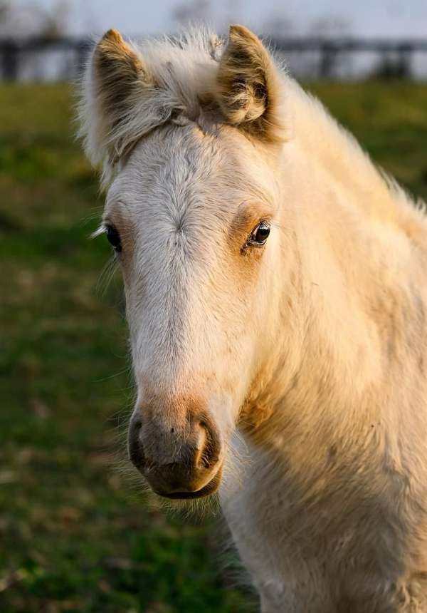 gypsy-vanner-horse