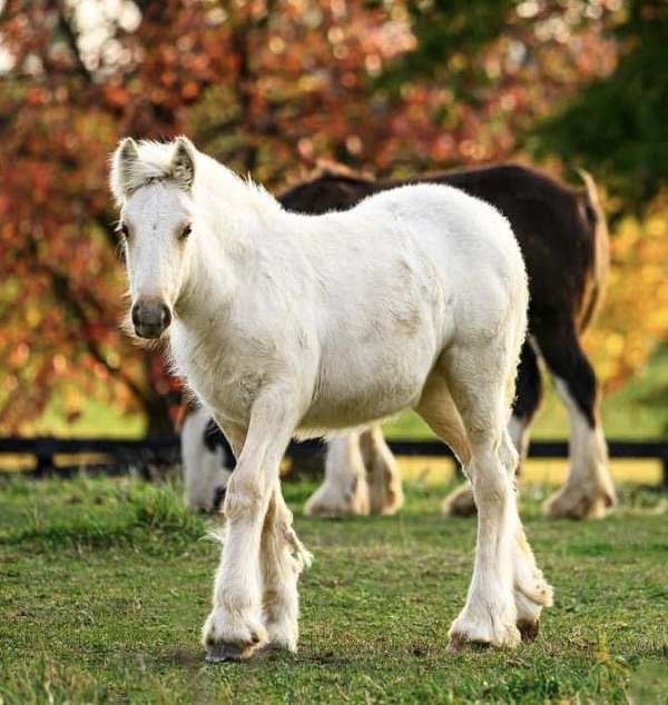 brown-palomino-filly-for-sale