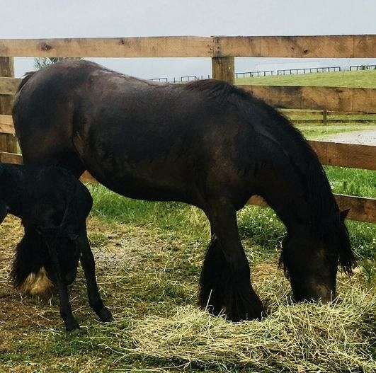 gypsy-vanner-filly