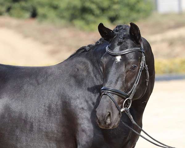 dressage-hanoverian-oldenburg-horse