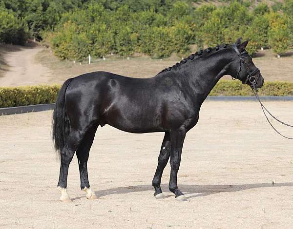 performance-hanoverian-oldenburg-horse