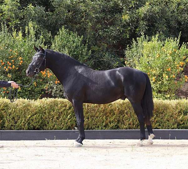 fei-hanoverian-oldenburg-horse