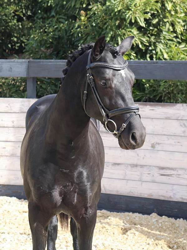 trained-hanoverian-oldenburg-horse