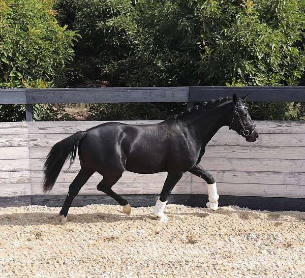 started-under-saddle-hanoverian-oldenburg-horse