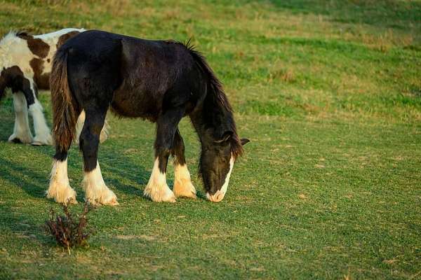 gypsy-vanner-colt