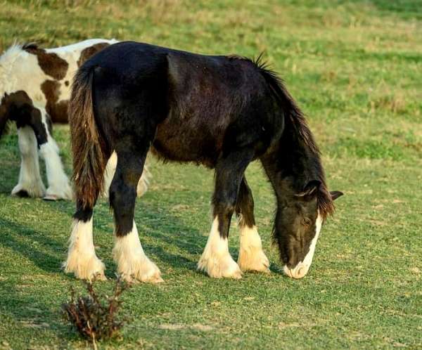 gypsy-vanner-horse-for-sale