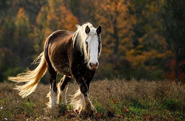 gypsy-vanner-horse