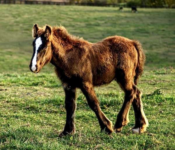 gypsy-vanner-colt