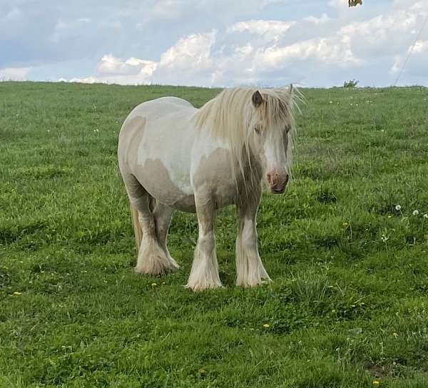 gypsy-vanner-horse