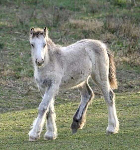 gypsy-vanner-filly