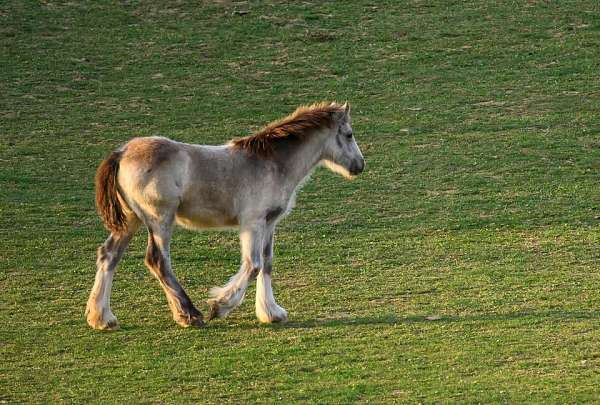 gypsy-vanner-horse-for-sale