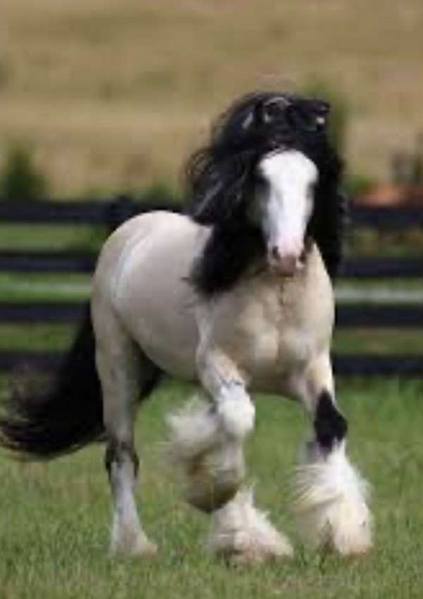 gypsy-vanner-horse