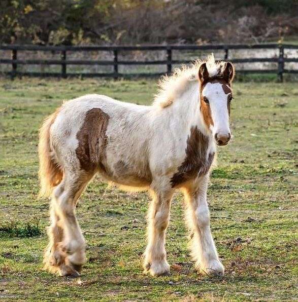 gypsy-vanner-filly