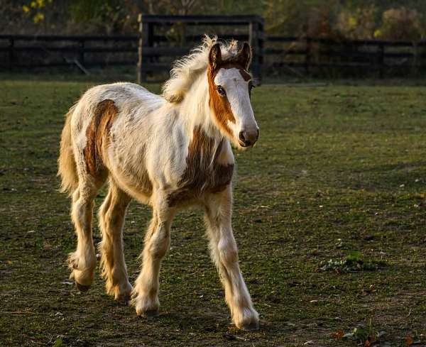 gypsy-vanner-horse-for-sale