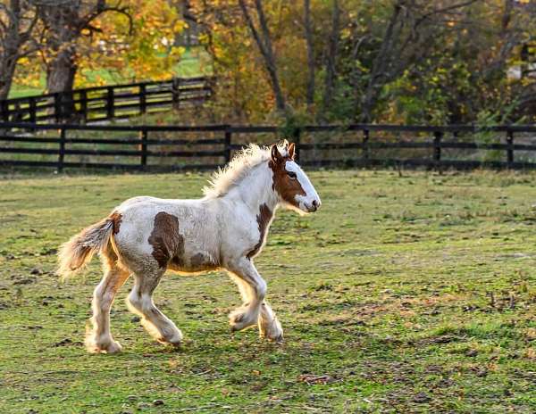 gypsy-vanner-horse