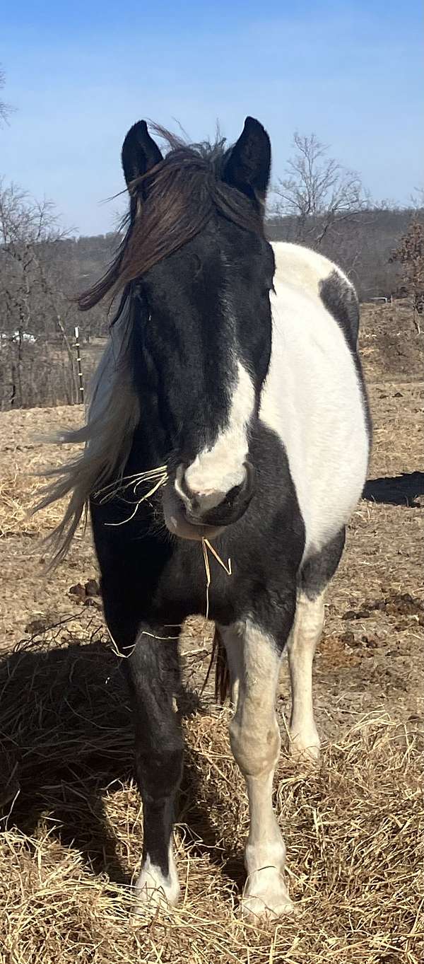 blue-roan-roan-draft-spotted-filly