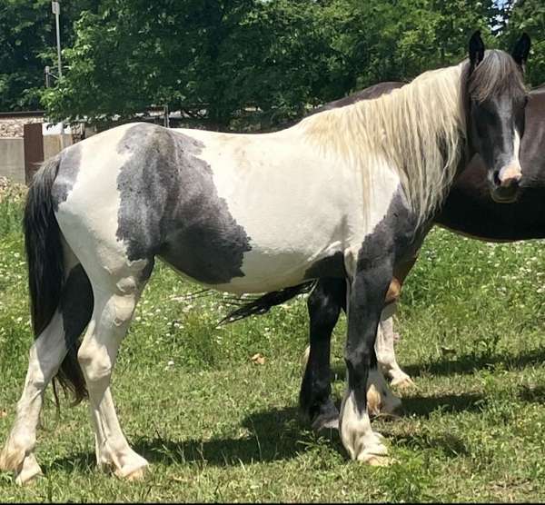 blue-roan-roan-draft-trained-horse