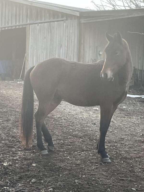 adorable-friesian-pony