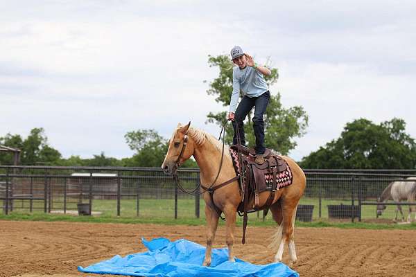 flashy-quarter-horse