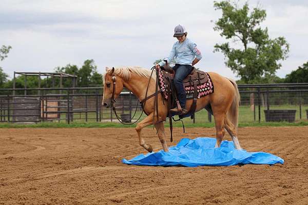 husband-safe-quarter-horse