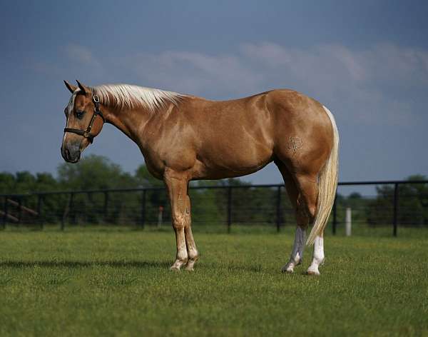 ranch-versatility-quarter-horse