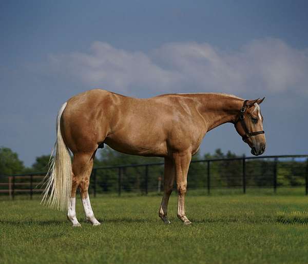 ranch-work-quarter-horse