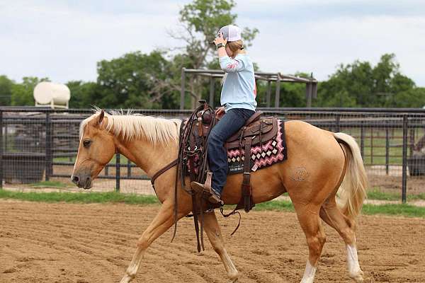 show-quarter-horse