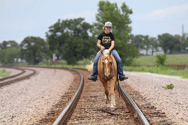 palomino-quarter-horse-gelding