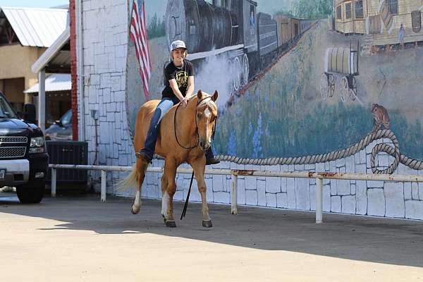 working-cattle-quarter-horse