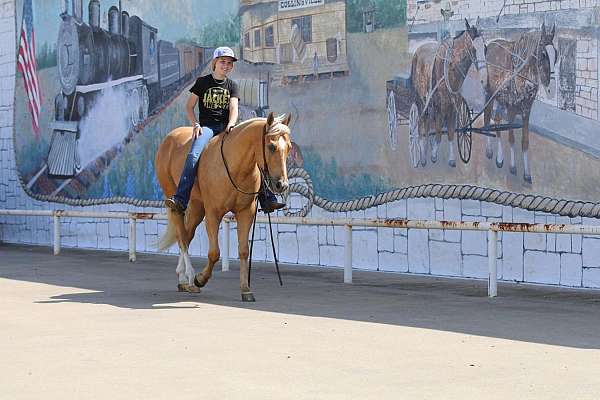 palomino-all-around-horse