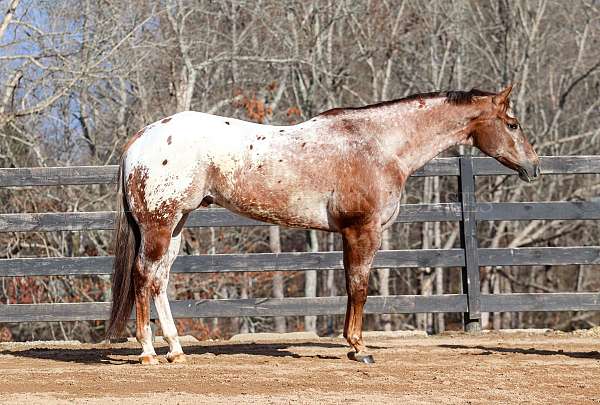 beginner-appaloosa-horse