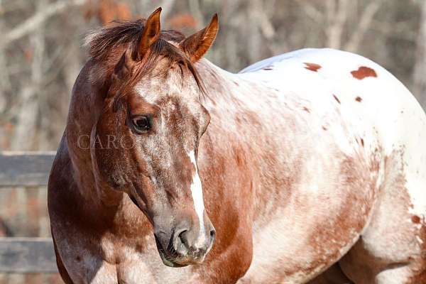 performance-appaloosa-horse