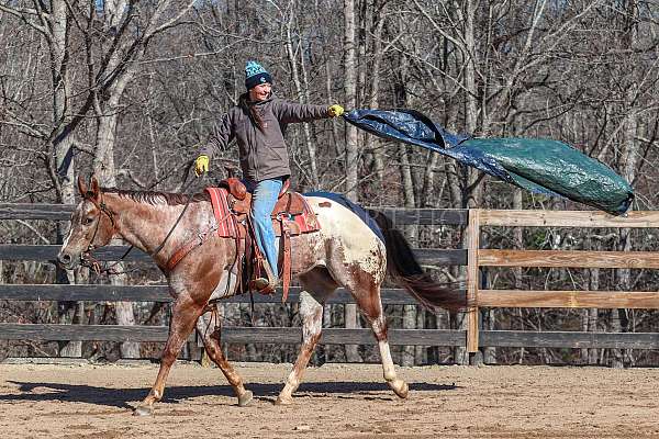 show-appaloosa-horse