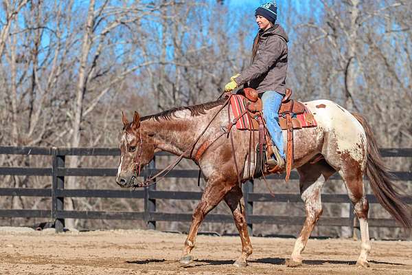 trail-riding-appaloosa-horse