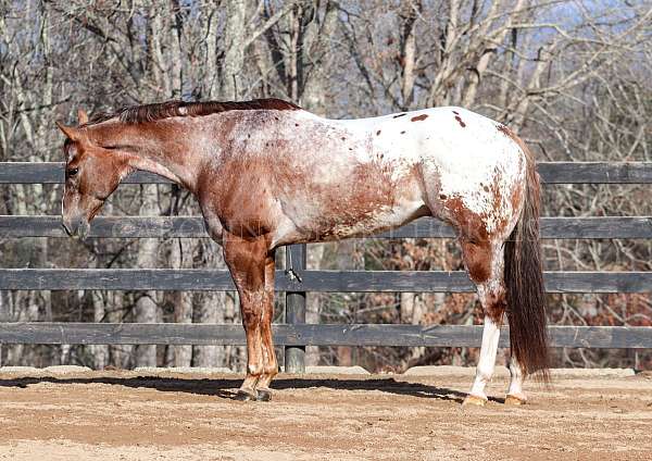 working-cow-appaloosa-horse