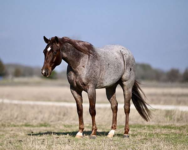 calf-roping-quarter-horse