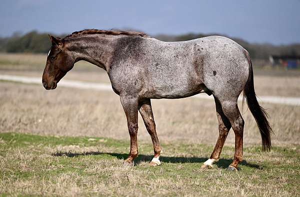 cutting-prospect-quarter-horse