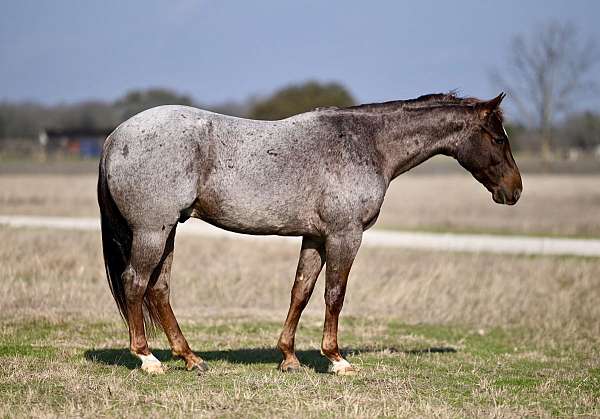 flashy-quarter-horse