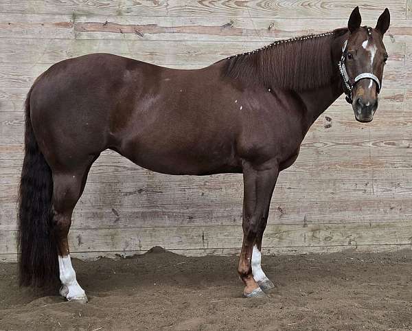 chestnut-overo-schoolmaster-horse