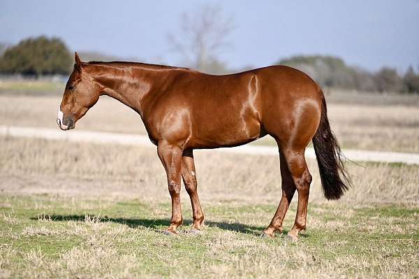 barrel-racing-quarter-horse