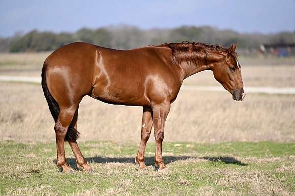 calf-roping-quarter-horse