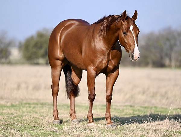 cutting-prospect-quarter-horse