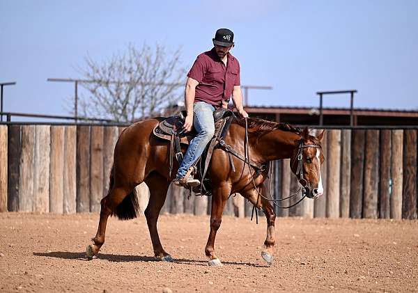 flashy-quarter-horse