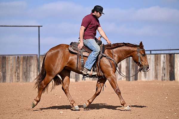 performance-quarter-horse