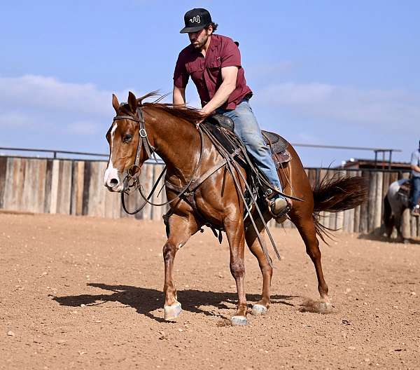 ranch-versatility-quarter-horse