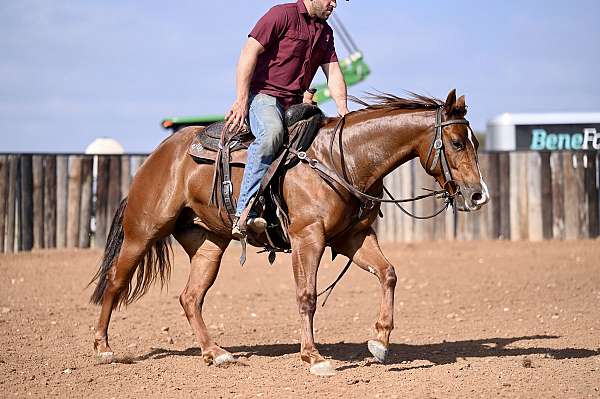 roping-quarter-horse