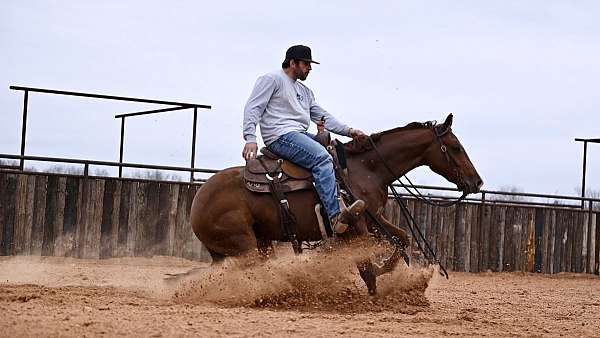 western-riding-quarter-horse