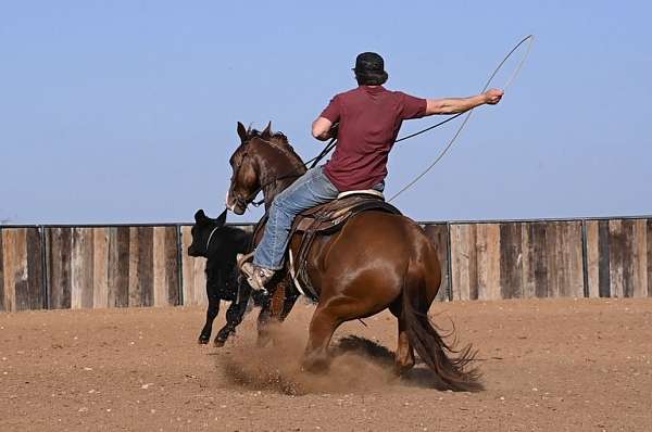 sorrel-quarter-horse-mare