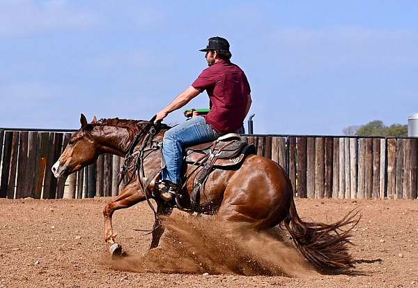 working-cow-quarter-horse